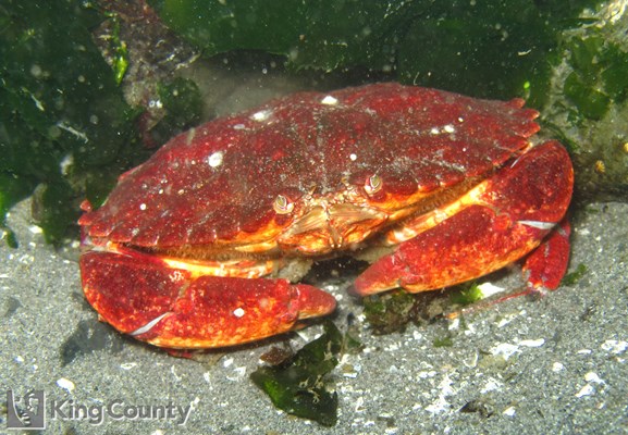 Photo of Cancer productus